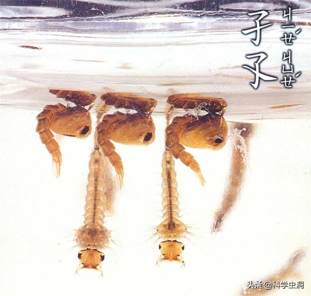 孑孓的图片，孑孓的图片的很大尾巴变得很小是什么状态（能当英雄也能当屠夫）