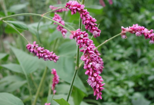 秦椒是什么样的，秦椒是什么辣椒（它叫“辣椒草”）