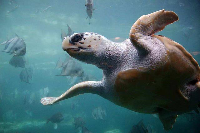 海龟是两栖动物吗，海龟是不是两栖动物（海龟历史久活得还久）