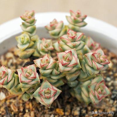 钱串子花学名叫什么啊，钱串子花又叫什么（带财入户的钱串子多肉植物）