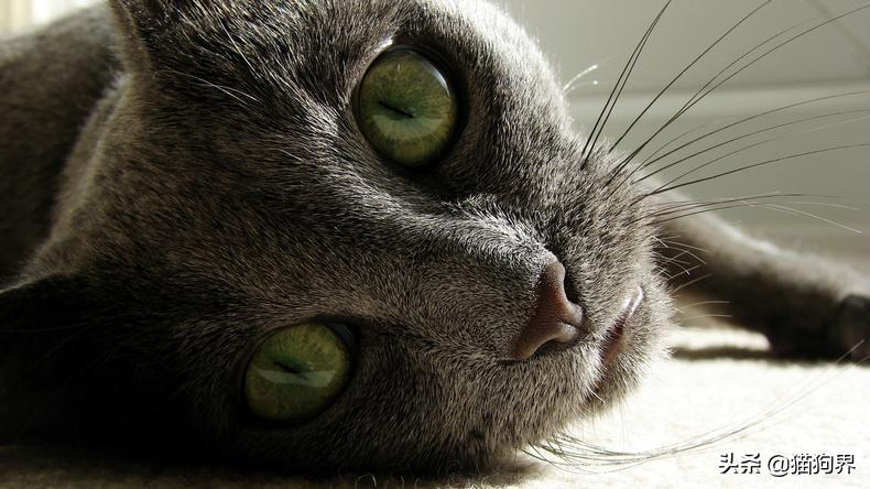 小猫出生几天睁眼，猫生一只穷二只富三只（新生幼猫养护知识点）