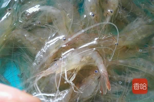 白虾怎么做好吃又简单，水煮白虾要怎样煮才好吃（比大虾都贵的小白虾）