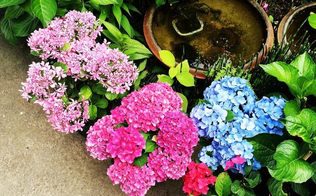 杜鹃花有毒吗，十种招鬼的花（建议别被美丽蒙蔽了）