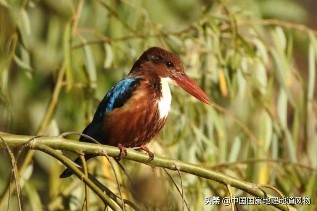 攀枝花是哪个省的城市，西部区（“四川特区”攀枝花）