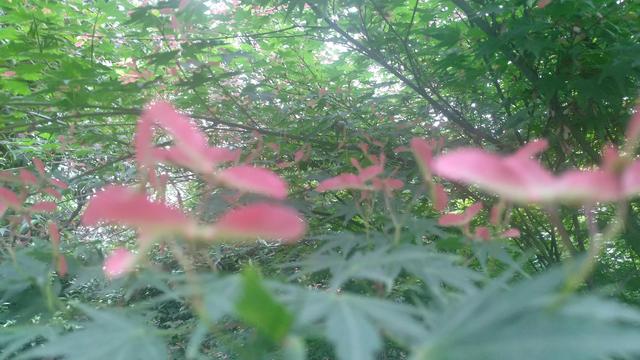 鸡爪槭，鸡爪槭果实长上翅膀（鸡爪槭树价格）