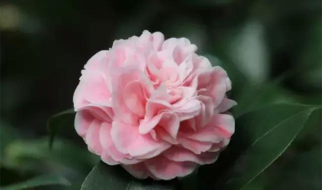 如何识别六角大红茶花，如何识别六角大红茶花的真假（带你认识名贵茶花品种）