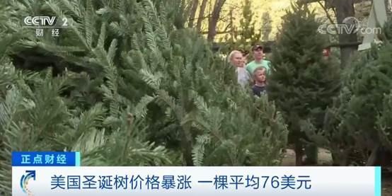 圣诞树价格恐大涨，圣诞树价格（圣诞树种数量急剧下降）