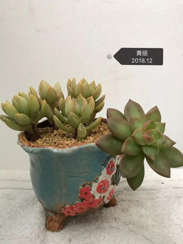 丸叶松绿怎么养，丸叶松绿的叶子可用来繁殖吗（养多肉，记名字，预防老年痴呆）