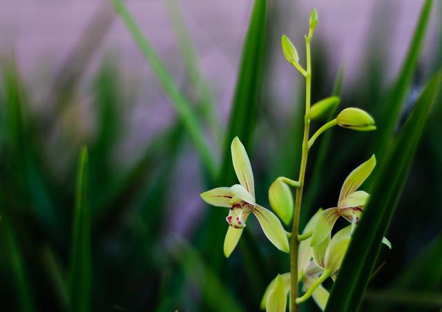 我国最早的古琴曲谱是谁创作，我国最早的古琴曲谱是谁创作者（古琴曲之最，非它莫属）