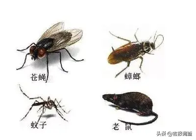四害指的是什么，四害是指什么（你知道除“四害”都除啥吗）