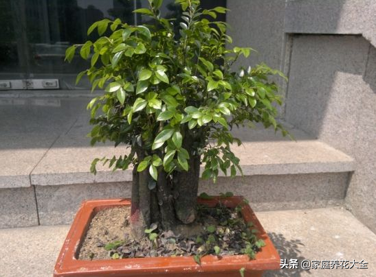 小叶紫檀盆景图片，小叶紫檀盆景养护技巧（盆景首选小叶紫檀）