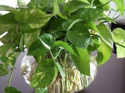 如何养好绿萝盆景，如何养好绿萝盆景图片（绿萝盆栽怎么养）