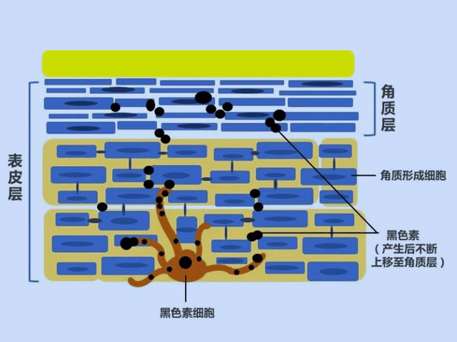 377美白精华，野城医生377vc美白精华怎么用（美白精华大盘点 ）