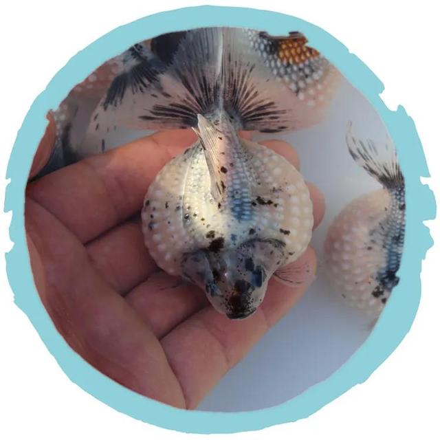 珍珠金鱼怎么养，珍珠金鱼怎么养活（珍珠鳞金鱼）