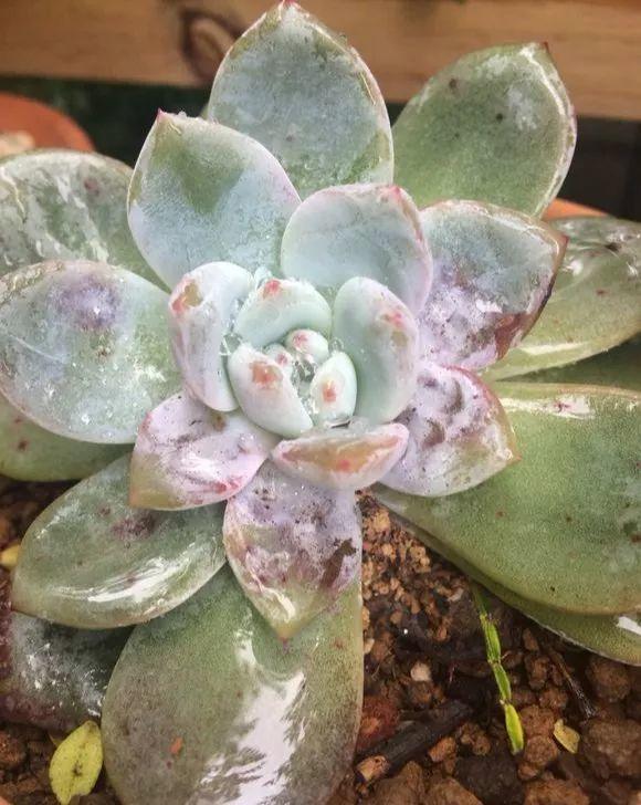 胖嘟嘟的多肉有哪些(在她手里养出最好状态,胖嘟嘟的美成仙) - 彝家