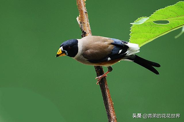 养野鸟的正确方法，强行让野鸟适应笼养环境