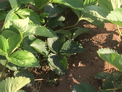 草莓种子的种植方法，草莓种子的种植方法和时间（草莓苗怎么繁殖）