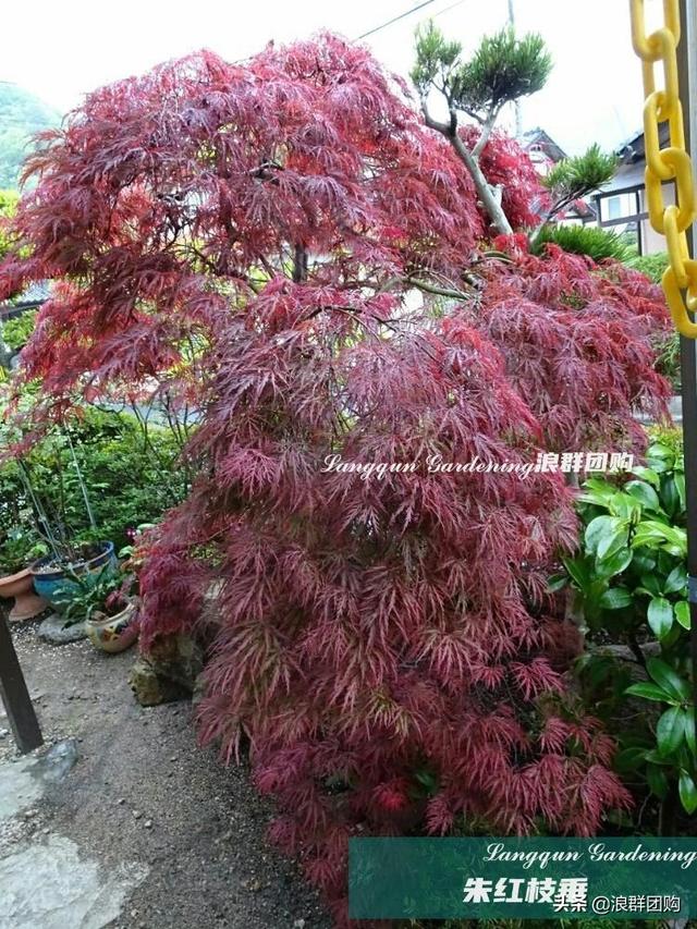 什么样的枫树填空。，什么的枫树填空词语二年级（增添了花园四季色彩之美）