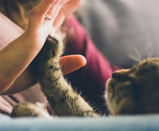 猫的五种性格，你知道猫咪也能大致被分为五种类型吗