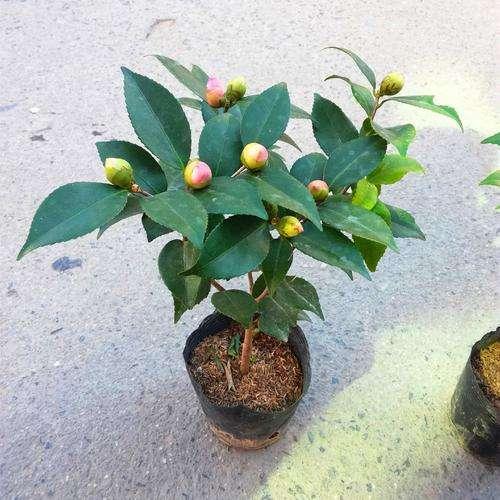 盆栽茶花怎样配土，盆栽茶花怎么配土（分享3个简单的配土方法）