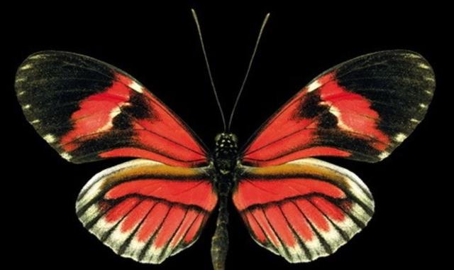 蝴蝶相关介绍，蝴蝶几条腿（世界上最美丽的八种蝴蝶）