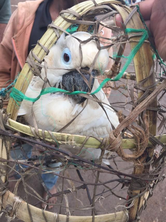 澳洲国王鹦鹉的寿命，世界上寿命最长的鹦鹉（逛国外鸟市蓝眼葵花鹦鹉仅30一只）