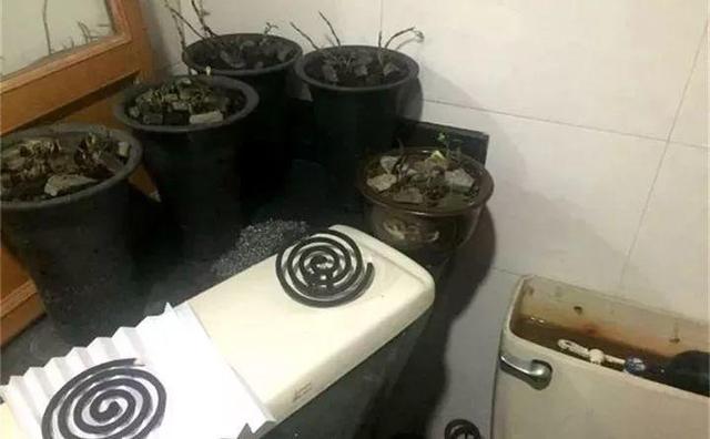 虫害防治新窍门，叶子油绿没有黑点了