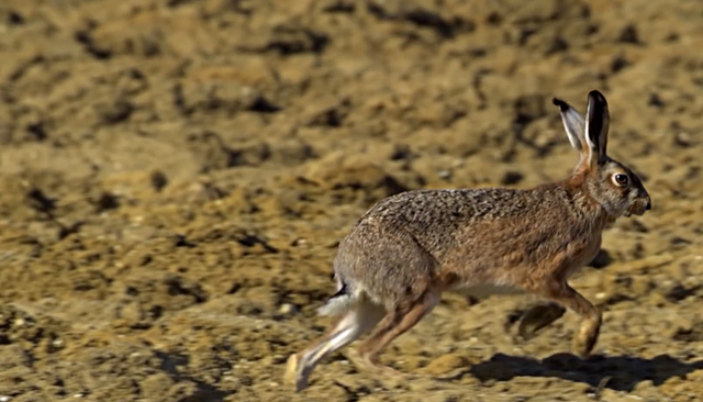 家兔要如何才能变成野兔，野兔子肉有什么好处