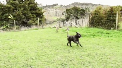 我的世界狗怎么驯服，网友教自家狗子玩《我的世界》