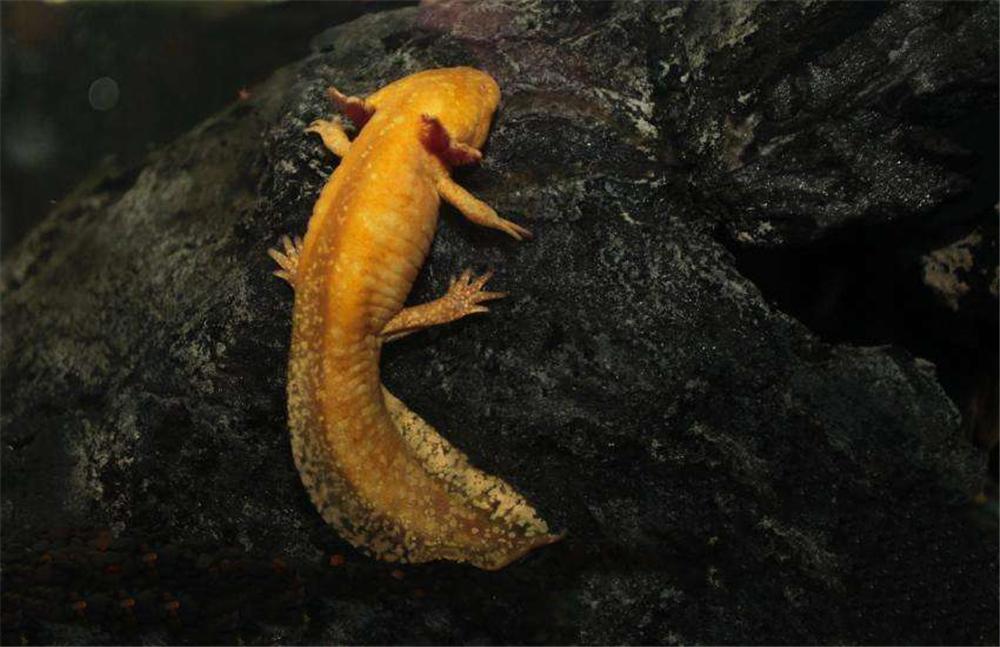 湘西凤凰惊现神秘“小龙”生物，实为罕见六角龙鱼引围观