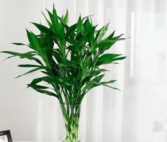 什么藤蔓植物喜阴，喜阴的爬藤植物有哪些（可养8种喜阴的植物）