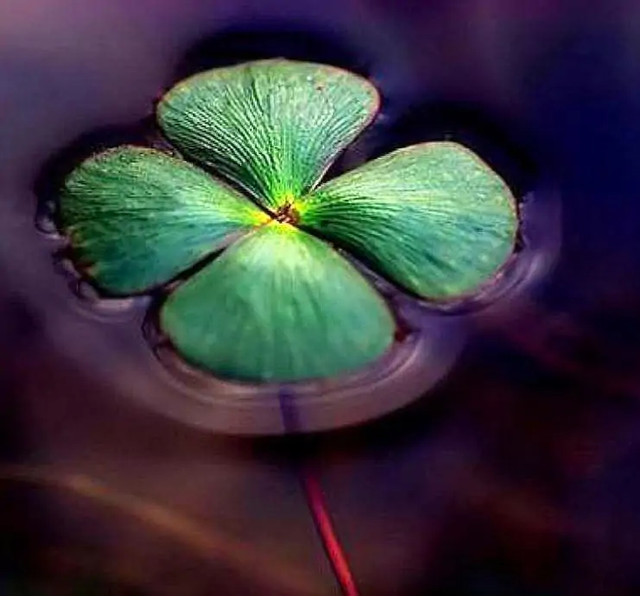 不识趣什么意思，不识趣的动物是什么数字动物（否则就是不识趣）