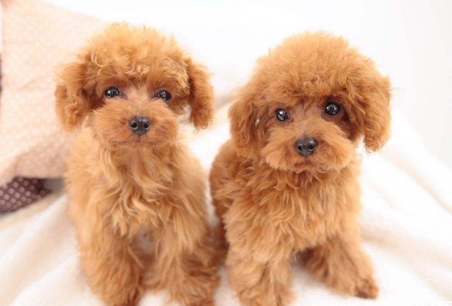 适合家养的中小型犬是什么，适合家里养的中型犬有哪些（占地不大而且还忠诚）