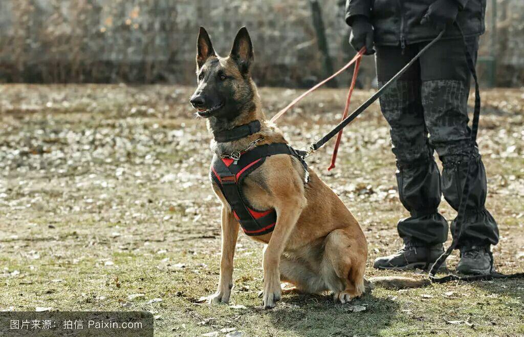 马犬生产需要多少度 马犬生小狗要几个小时生完