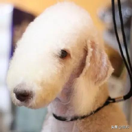 最丑的狗，全球最丑的十大狗狗排名（最丑的狗的品种）