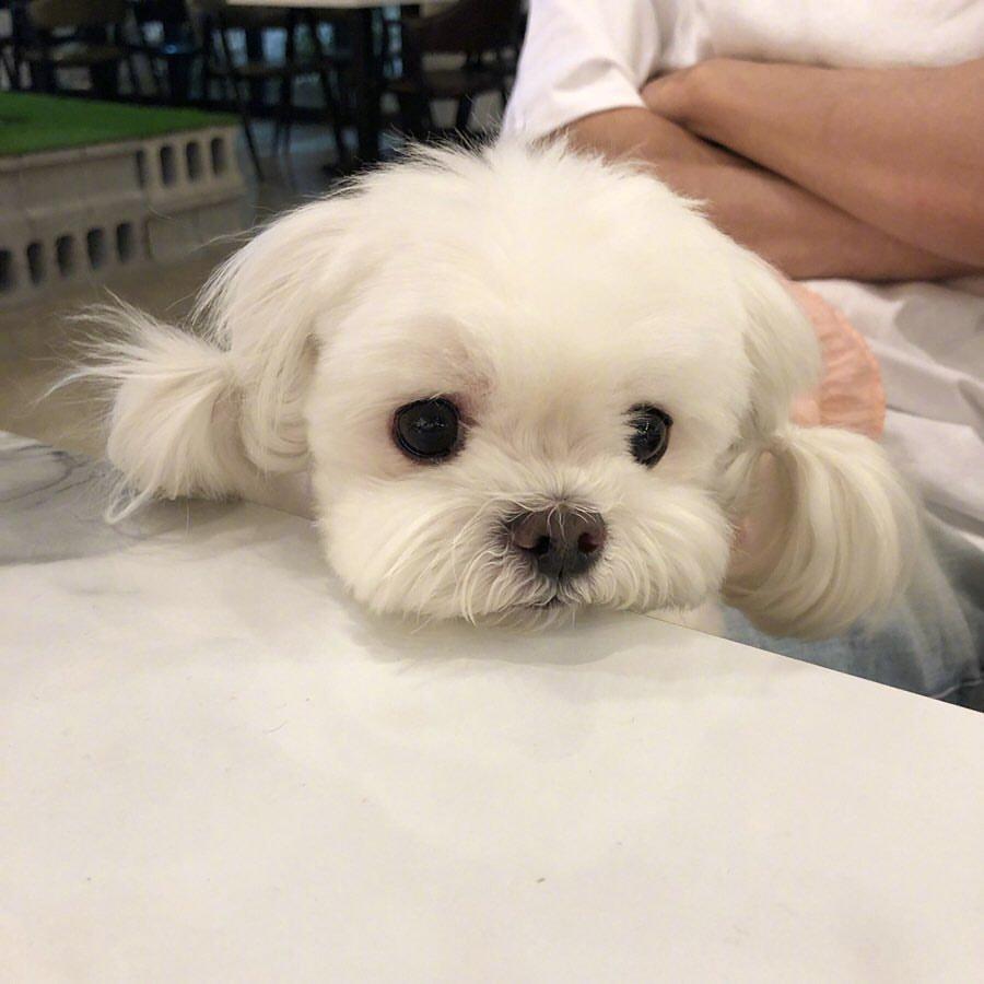 十大最省心的小型犬品种，第一次养狗养它轻松很多