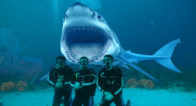 鲨鱼是不是鱼，为什么潜水员可以和鲨鱼接触（鲨鱼鱼是鱼吗 为什么）