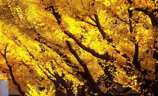 人间有味是清欢什么意思，人间有味是清欢是什么意思（人间最美是清欢——清欢是什么）