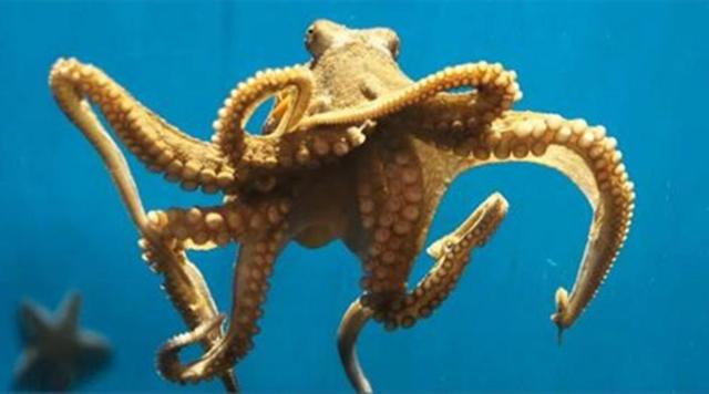 章鱼血是什么颜色，章鱼的血是什么颜色的（章鱼有9个大脑能编辑基因）