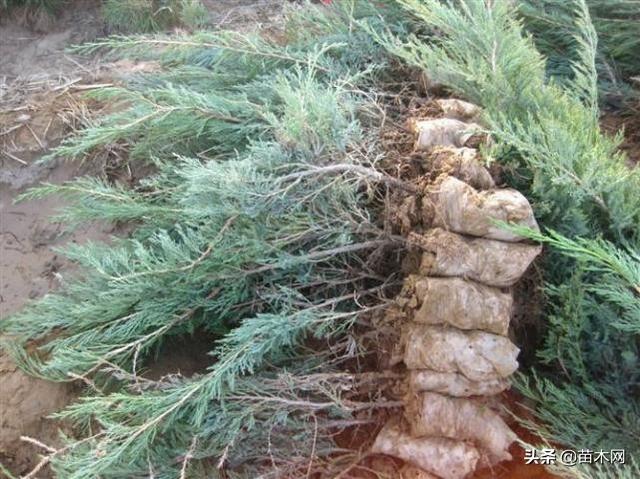 沙地柏和铺地柏的区别，沙地柏和铺地柏的区别（教你如何区别铺地柏和沙地柏）