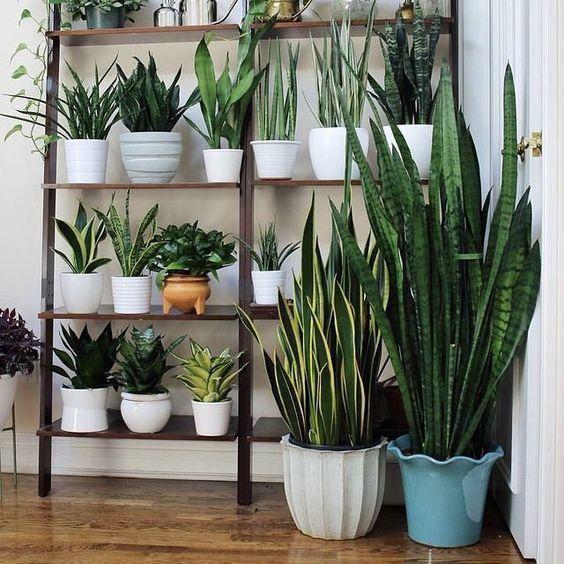 宝镜虎皮兰怎么养,他家的虎皮兰 - 玉三网