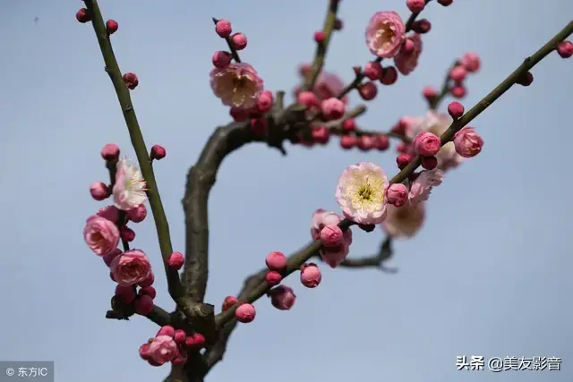 咏梅最著名十首诗，经典咏梅古诗词30首