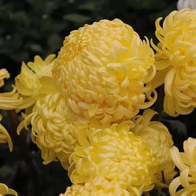 我国国花是什么花，中国国花是什么花（中国国花是什么花）