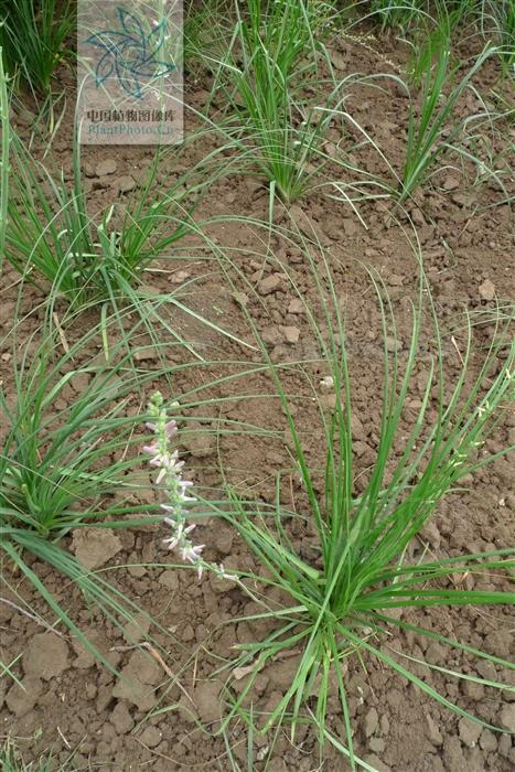 本草图经作者是谁，《本草图经》的作者（芎藭 蘼蕪 藁本）