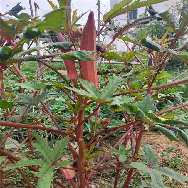 红秋葵的种植方法，红秋葵的种植方法视频（秋葵育苗生长种植管理技术）