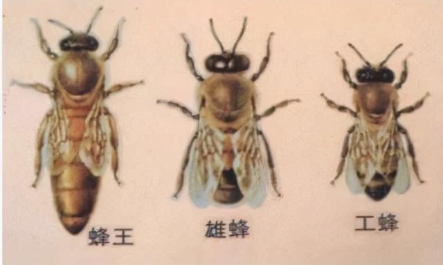 蜂王是怎么产生的，请问蜂王浆是怎么形成的（从受精卵开始发育）