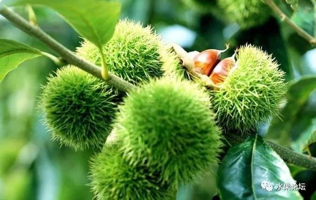 榴莲成熟的季节是几月，榴莲季节是哪几个月（夏季到冬季的水果成熟表来了）