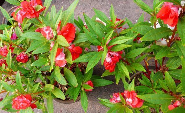 海娜花植物染发，印洋之花海娜粉！（可以染发的盆栽花卉）