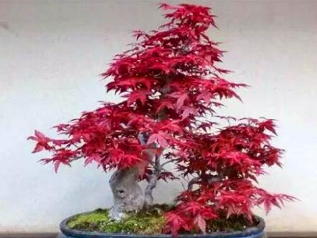 四季红枫，红枫盆景叶子越变越绿怎么办（红枫一年四季都红吗）