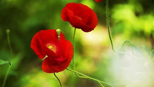 因素花（罂粟花栽培，种植罂粟花是什么行为（浪漫山野的野罂粟花）